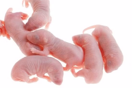 Người ta không “xơi” ngay những con chuột này mà tiếp tục “vỗ béo” để chúng sinh con. Đời thứ 3 chuột mới được dùng để làm thức ăn. Lúc này, chuột được làm sạch, bỏ vào miệng nhai sống từ từ cho đến khi nhuyễn ra để cảm nhận hết cái thơm ngọt. Người ăn tuyệt đối không được nuốt vội mà phải nhai chậm rãi mới là sành ăn, đúng kiểu.