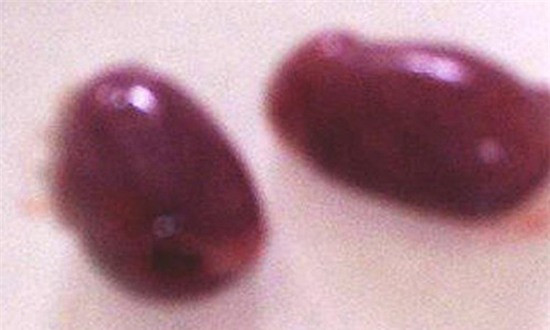 4. Tinh hoàn chuột cống cỏ: Đây được xem là liều thuốc tráng dương tự nhiên của người dân Tây Nam Bộ, Việt Nam. Khi bắt được những chú chuột đồng, người ta tiến hành lột sạch da, lấy phần thịt trắng phau như thịt gà để chế biến món ăn. Trong khi bộ lòng được vứt bỏ thì hai viên tinh hoàn được giữ lại. Món ăn được thưởng thức sống, mang lại cảm giác sền sệt, béo ngậy.