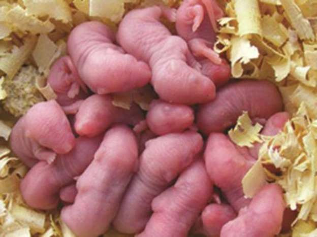 2. Sâm thử còn gọi là món chuột sâm. Có tên gọi này bởi chúng được chăm sóc, bồi bổ cầu kỳ với các loại sâm thượng hạng. Ngay từ khi mới mở mắt, những chú chuột đã được chăm bẵm bằng cách cho ăn sâm và uống nước tinh khiết từ sương sớm đọng trên lá sen.