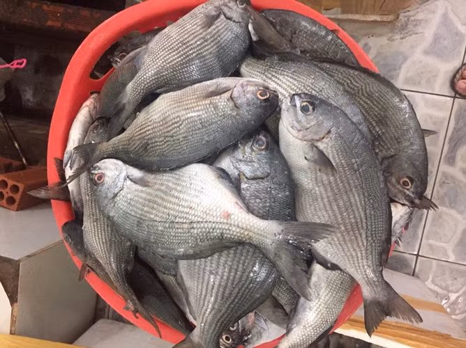 Cá có hai loại, một loại thịt bở, một loại thịt dai, nhưng tất cả đều ngon. Theo các ngư dân, tên cá nghe rất lạ như vậy bởi vì nó rất lanh lợi, trốn nhanh như ma quỷ, khó khăn lắm mới bắt trúng được cá. Ảnh: Haisantuoisachbienhoa.