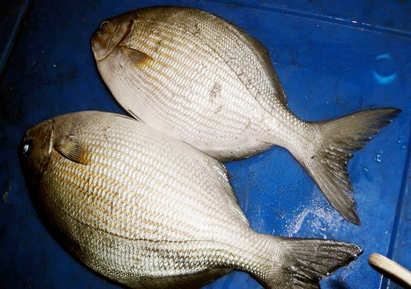 Tại các nhà hàng, quán ăn ở Quy Nhơn, món cá đặc sản này được chế biến thành các món nướng, lẩu, cháo và canh với giá từ 150 - 200 nghìn đồng/kg. Ảnh: Lysontour.