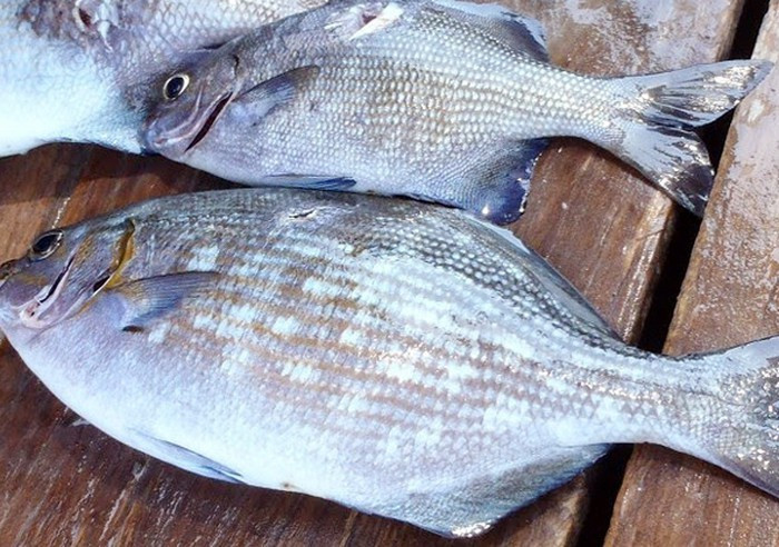 Cá tà ma cũng là món ăn không thể bỏ qua khi đến Quy Nhơn. Tà ma là một loại cá gành, nằm dưới rạng, ở sát gành, chứ không ở biển như nhiều loài cá khác. Cá tà ma có vảy, mình dẹp, xương giữa rất cứng, hình giống như con cá rô phi nước ngọt nhưng to hơn. Ảnh: Dân Việt.