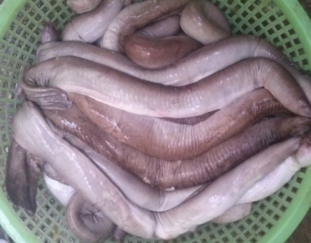 Cá ninja (cá mút đá): Nghe đến cái tên cá ninja, ngay cả người sành ăn cũng vô cùng ngạc nhiên. Cá ninja được biết đến như món ăn thời thượng ở một số vùng biển thuộc Nam Trung Bộ. Ảnh: Haisanmoingay.