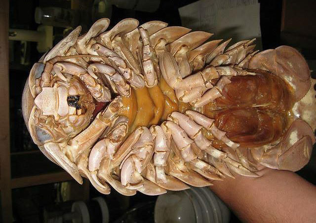 Thịt của bọ bọ biển có màu trắng đục. Khi luộc ăn có vị béo nhưng không ngậy, thơm ngọt và thanh. Lượng thịt của bọ bọ biển khá ít, với con cân nặng khoảng 0,5 kg, thì sau khi bỏ vỏ chỉ còn lại 150-250 gram thịt. Ảnh: Vietnamnet.