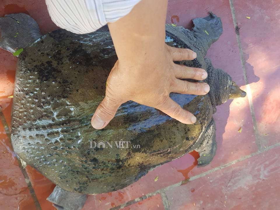 He lo soc ve “thuy quai” duoi ao thich an thit lon, giup bac nong dan moi nam thu tien ty-Hinh-2