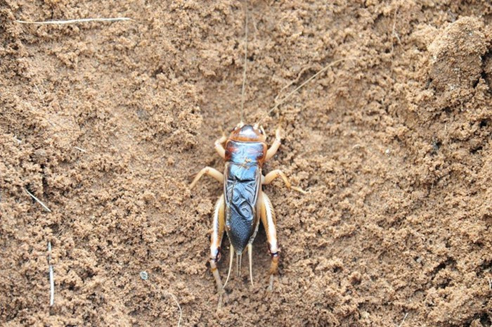 Khác với những loại dế khác như dế than, dế lửa, dế tiêu... dế cơm được ưa chuộng trong ẩm thực bởi vì chúng rất sạch và mang một hương vị lạ lẫm, khác biệt.