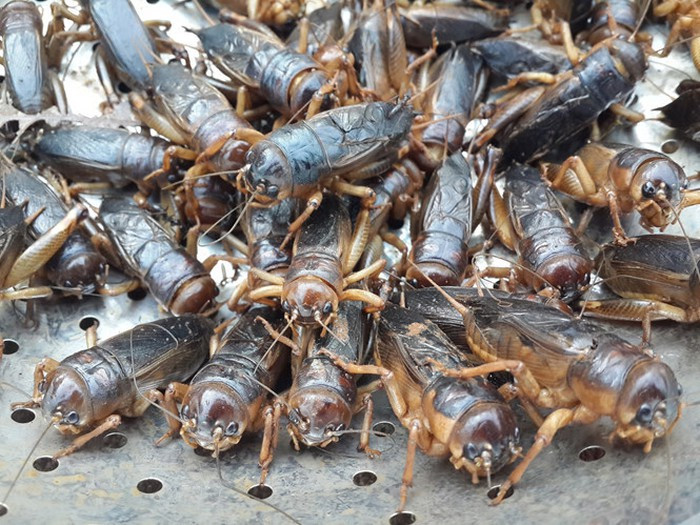 Người ta phải tìm bắt dế cơm từ những hang sâu trong lòng đất. Thông thường, "săn dế" nên đi vào sáng sớm vì lúc này là thời điểm chúng to tròn, béo ú nhất.