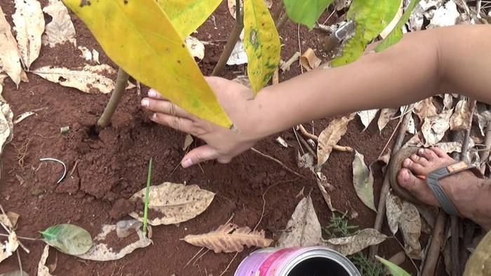 Địa bàn thị xã Long Khánh chính là nơi dế cơm phát triển nhiều nhất nên du khách đến Đồng Nai trong mùa mưa sẽ có cơ hội thưởng thức món ăn này.