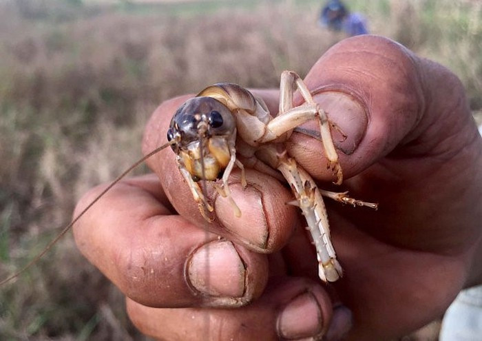 Về kích thước, dế cơm to gần gấp đôi những người "họ hàng", béo ú và lớp da ửng màu vàng nhạt.