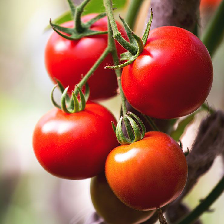 Cà chua: Cà chua là thực phẩm giàu lycopene nhất - đây là một chất chống oxy hóa mạnh có khả năng giảm viêm trong cơ thể, từ đó giúp kiểm soát hàm lượng leptin - một hormone điều hòa cơn đói. Mặt khác, cà chua còn chứa ít chất béo và giàu vitamin C giúp đẩy nhanh quá trình đốt cháy mỡ thừa.