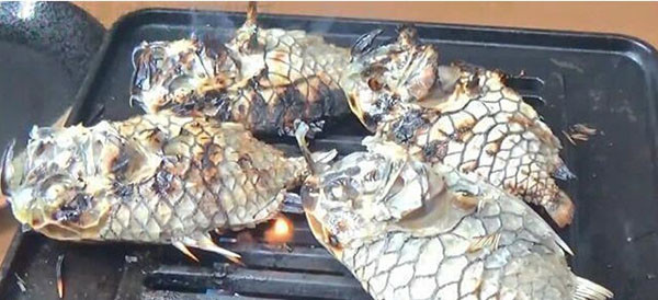 Sau khi cá được nướng chín, mặc dù thân nó vẫn còn rất cứng nhưng vảy dễ vỡ, lúc này đã có thể dùng kéo cắt và lọc lấy thịt ra.