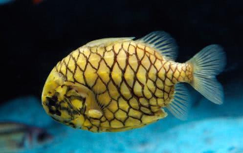 Nhiều người có thể chưa bao giờ thấy loài cá kỳ lạ này nhưng với người Nhật đây là loài cá rất ngon. Nó có tên gọi là cá nành xe Nhật Bản, thường được tìm thấy ở vùng biển nhiệt đới ở độ sâu từ 2-100m, đôi lúc cũng có thể thấy nó ở rạn đá và san hô.