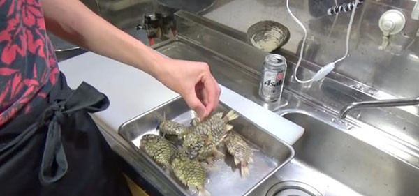 Rất nhiều người tò mò không biết cách chế biến và mùi vị của loài cá cứng nhất thế giới này ra sao.