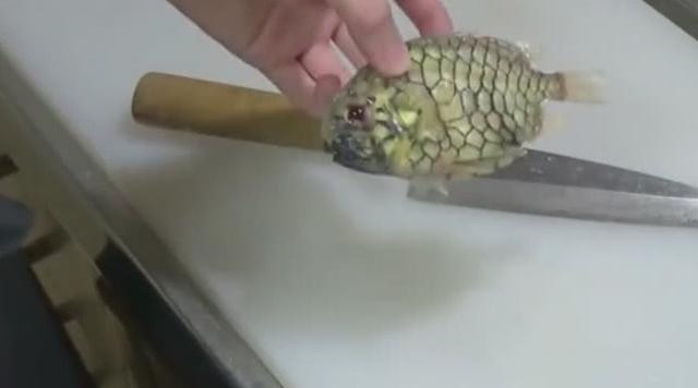 Những con cá cứng đến mức sau nhiều lần thử vài cách khác nhau, chàng trai quyết định để nguyên con đem nướng.