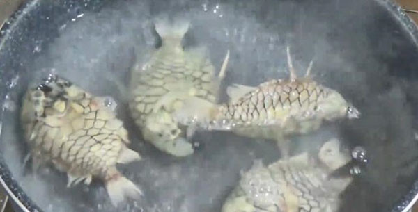 Con cá có hình thù vô cùng độc đáo.