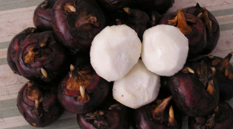 Củ mã thầy có tính hàn, vị ngọt, lành tính, có tác dụng thanh nhiệt, hỗ trợ giảm nguy cơ mắc các bệnh viêm môi miệng, viêm đường hô hấp, viêm dạ dày và ruột, tiêu đờm, tiêu thực. Chính vì vậy, danh sách củ quả giải nhiệt mùa hè không thể thiếu loại thực phẩm này.