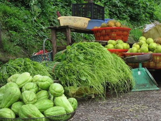 Su su Tam Đảo: Nếu như phải lựa chọn một món đặc sản Tam Đảo mà mỗi khi nhắc đến Tam Đảo người ta sẽ nghĩ ngay đến thì đó chỉ có thể là món rau su su. Su Su là một loại cây trồng khá phổ biến tại tỉnh Vĩnh Phúc, đặc biệt là ở Tam Đảo. Ngọn su su thường được người dân trồng trên những quả đồi cao, khí hậu mát mẻ quanh năm.