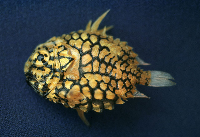 Điều ấn tượng nhất của loài cá này nó có bộ vảy rất dày, cơ thể phát quang nên chúng thường kiếm ăn vào ban đêm.