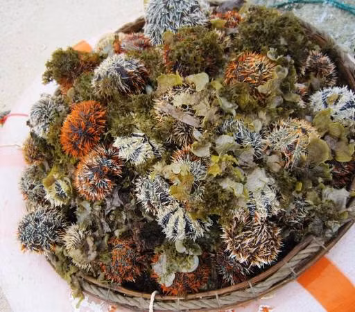 Nhum hay cầu gai, nhím biển là loài nhuyễn thể với hình dáng xù xì, nhiều gai nhọn, thường sống ở các vùng biển đầy rong rêu hay san hô. Nhờ vị thơm ngon và khác lạ nhum biển được chế biến thành nhiều món như cháo nhum, ăn sống với mù tạt, trộn trứng hấp cách thủy hay nướng mỡ hành. Ảnh: Ivivu.