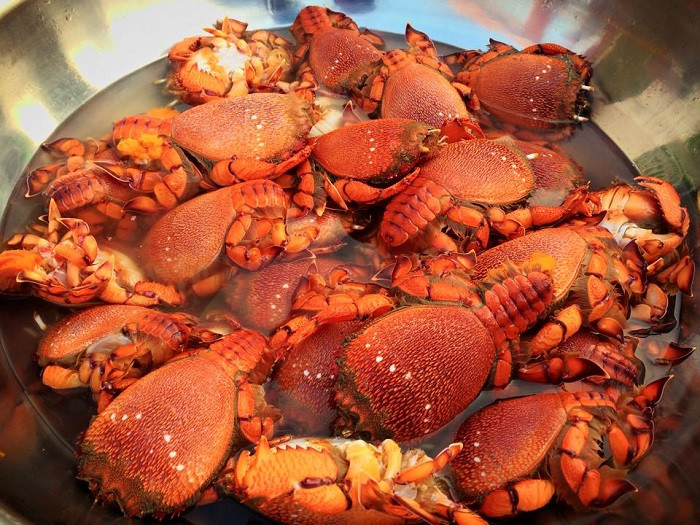 Bởi cua huỳnh đế có bộ áo giáp dày và cứng, màu đỏ hồng như chiến bào, li ti gai nhọn xuôi theo thân, càng to, cạnh sắc lém như dao. Trong lịch sử, loài cua huỳnh đế vốn là đặc sản tiến vua bởi thịt cua mềm, càng ăn càng ngon, thơm và bổ dưỡng. Ảnh: Du lịch VN.