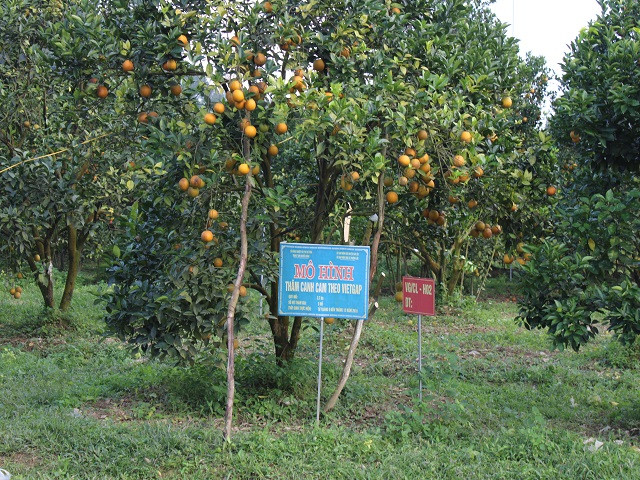 Rung cam 100 ty vang ruc, nong dan “gam hang” cho ban Tet