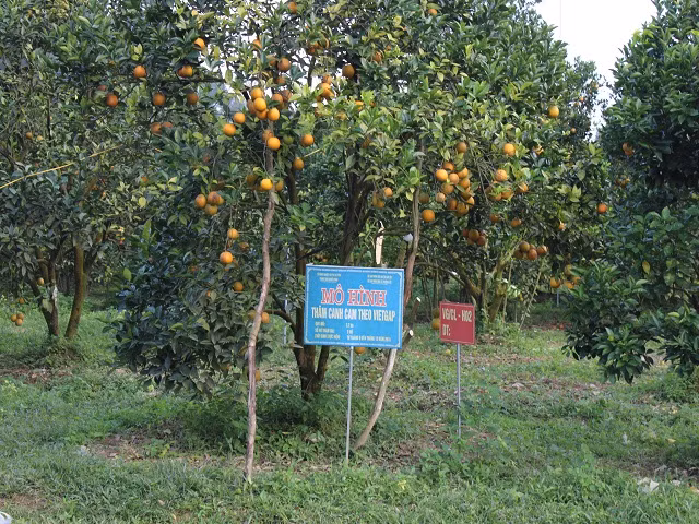 Rung cam 100 ty vang ruc, nong dan “gam hang” cho ban Tet