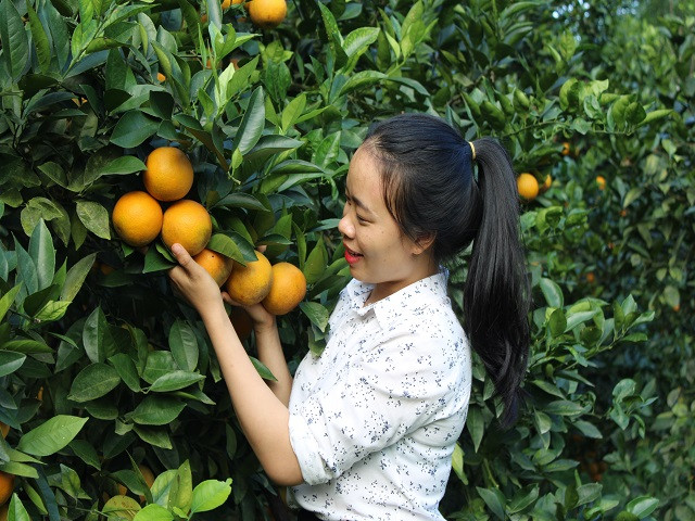 Rung cam 100 ty vang ruc, nong dan “gam hang” cho ban Tet-Hinh-6