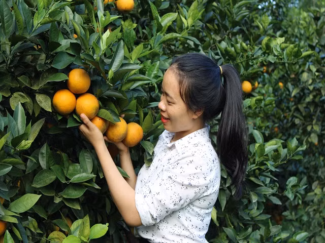 Rung cam 100 ty vang ruc, nong dan “gam hang” cho ban Tet-Hinh-6