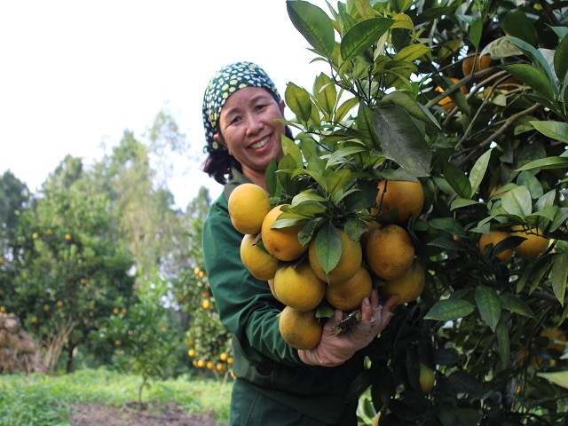 Rung cam 100 ty vang ruc, nong dan “gam hang” cho ban Tet-Hinh-5