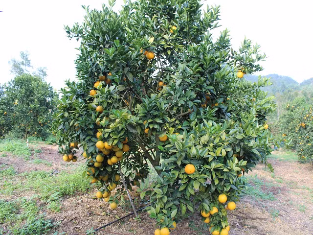 Rung cam 100 ty vang ruc, nong dan “gam hang” cho ban Tet-Hinh-2