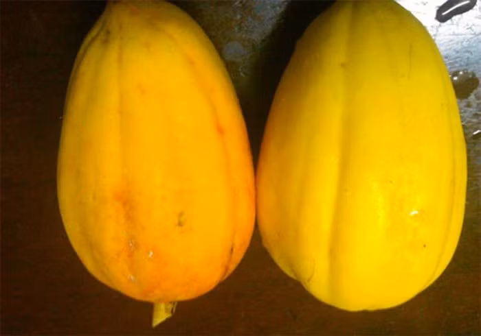 Đu đủ ngâm hóa chất thì có mùi rất nồng và gắt, da láng bóng nhưng cứng, cuống còn xanh.