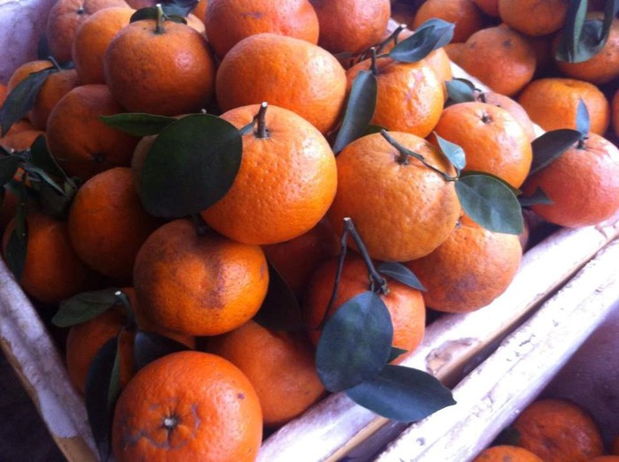 Để không gián tiếp làm hại sức khỏe, chúng ta cần biết cách phân biệt hoa quả ngậm hóa chất. Cam quýt nên chọn quả tròn đều, da bóng láng, không có đốm hay sẹo. Cam quýt chín có vỏ xanh ửng vàng đều là trái chín cây.