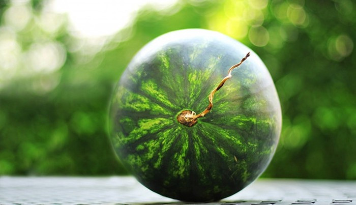 Khi mua dưa hấu, trước hết phải quan sát núm, núm phải đều, hơi lõm xuống. Cuống nhỏ là do dưa già nên héo quắt lại, khác với quả dưa cắt gấp, hái non để lâu cuống cũng héo, nhưng không quắt lại. Ảnh: Internet.