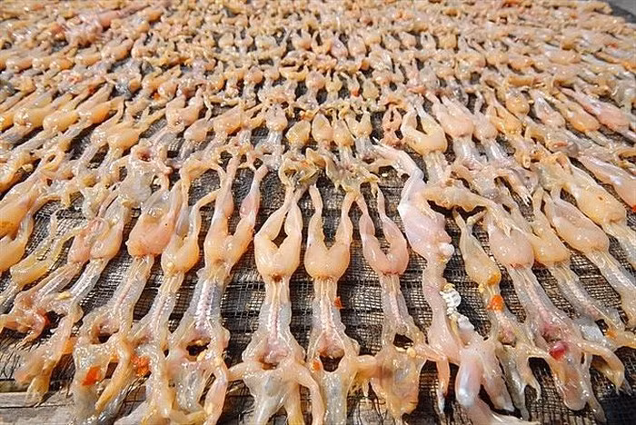 Trung bình để thu được 1 kg nhái khô sẽ cần 4 kg nhái tươi, nhưng cũng giống như mùa trái cây, "mùa" nhái có khi được, có khi mất, chính vì vậy mà giá bán "vũ nữ chân dài" khá đắt đỏ.