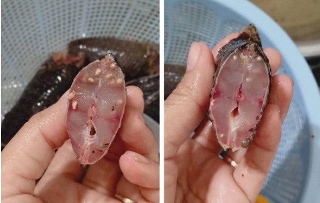 Kinh hoang ca nhiem san khien ba noi tro hoang mang-Hinh-2