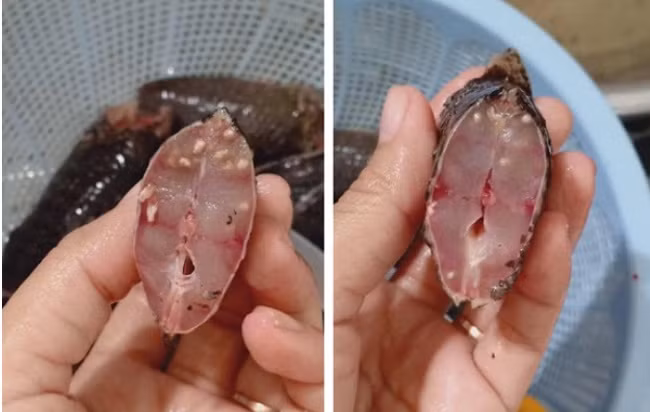 Kinh hoang ca nhiem san khien ba noi tro hoang mang-Hinh-2