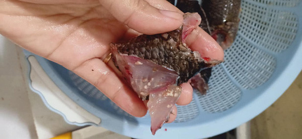 Kinh hoang ca nhiem san khien ba noi tro hoang mang