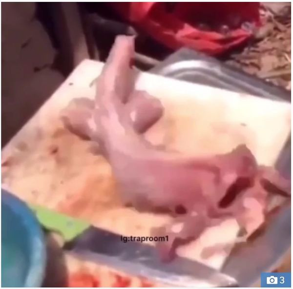 Ca da bi lam thit bong ‘song lai’ khien dan tinh hu via