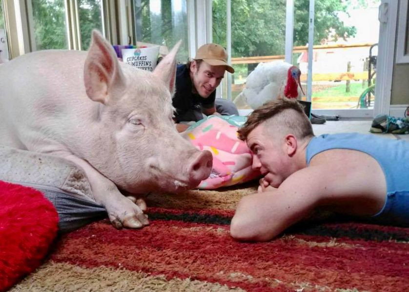 Chu lon nang 300kg noi tieng nhat the gioi song cung nha voi chu nhan-Hinh-3