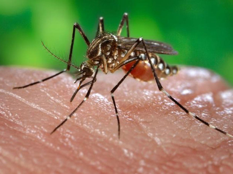 Nhung sai lam nhieu nguoi de mac khi tu ha sot xuat huyet tai nha