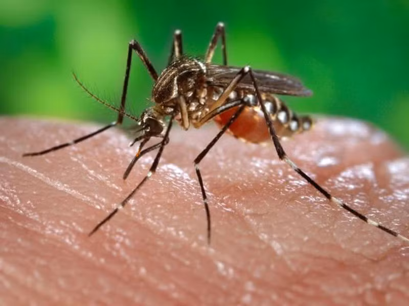 Nhung sai lam nhieu nguoi de mac khi tu ha sot xuat huyet tai nha