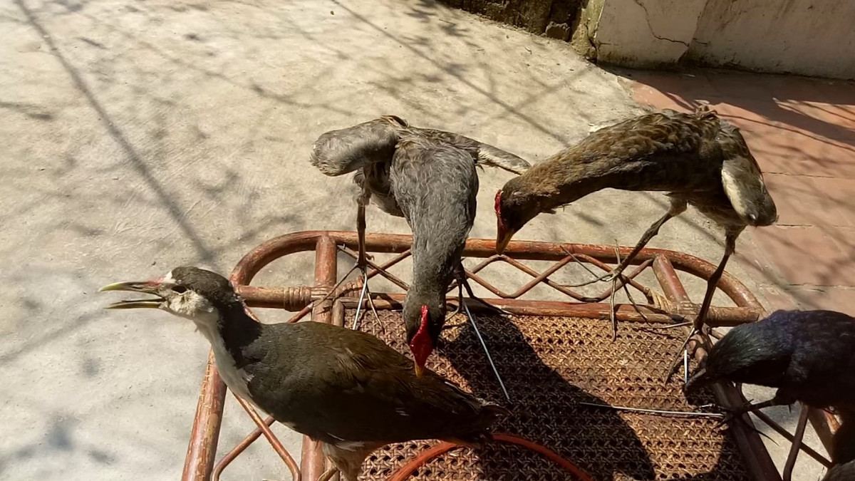 Những món ngon từ cúm núm là món ăn dân dã đã có từ thời khai hoang mở cõi, được dân miệt vườn và cả các nhà hàng, quán ăn ở thành phố vô cùng ưa chuộng.