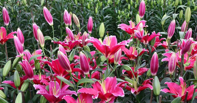 Tuy nhiên, các chất thơm kích thích thần kinh, sử dụng ở mức độ hợp lý thì hương thơm sẽ giúp con người thư giãn, vui vẻ, thoải mái… Ngược lại, sự kích thích quá lớn sẽ dẫn đến tình trạng mệt mỏi, đau nhức đầu, tập trung kém. Ảnh: Internet.