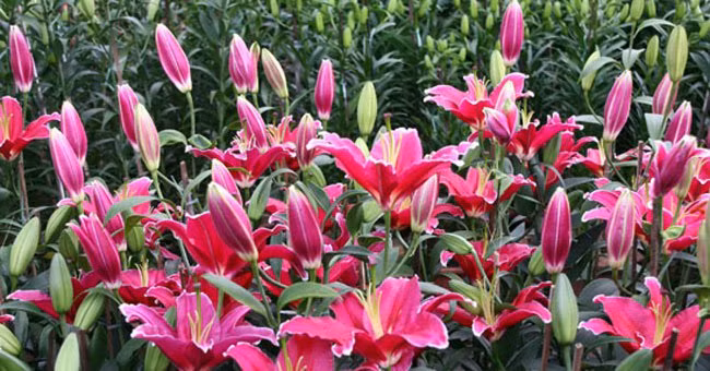 Tuy nhiên, các chất thơm kích thích thần kinh, sử dụng ở mức độ hợp lý thì hương thơm sẽ giúp con người thư giãn, vui vẻ, thoải mái… Ngược lại, sự kích thích quá lớn sẽ dẫn đến tình trạng mệt mỏi, đau nhức đầu, tập trung kém. Ảnh: Internet.