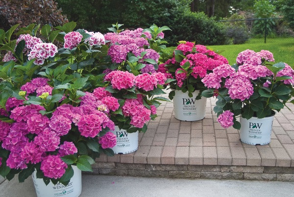 Nếu sơ ý ăn phải có thể bị ngứa ngáy, nôn, buồn nôn, toát mồ hôi, đau bụng. Nghiêm trọng hơn có thể dẫn tới hôn mê, co giật, rối loạn tuần hoàn máu.