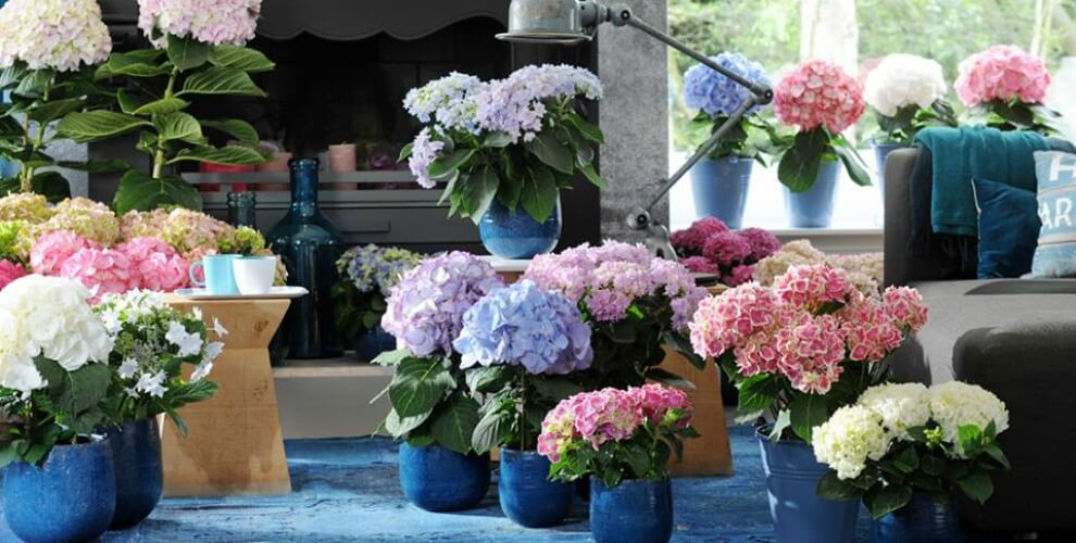 Hoa cẩm tú cầu với những đóa hoa hình cầu màu trắng, hồng, xanh rất đẹp vẫn thường được trồng làm cảnh hay chưng dịp Tết. Tuy nhiên, đây lại là loại hoa chơi Tết độc hại bởi cả lá, hoa cẩm tú cầu đều chứa độc tố.