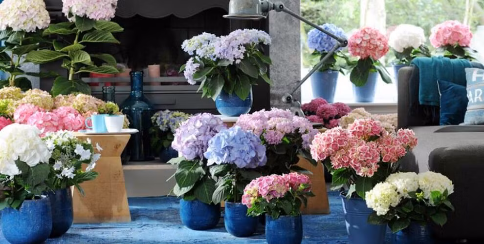 Hoa cẩm tú cầu với những đóa hoa hình cầu màu trắng, hồng, xanh rất đẹp vẫn thường được trồng làm cảnh hay chưng dịp Tết. Tuy nhiên, đây lại là loại hoa chơi Tết độc hại bởi cả lá, hoa cẩm tú cầu đều chứa độc tố.