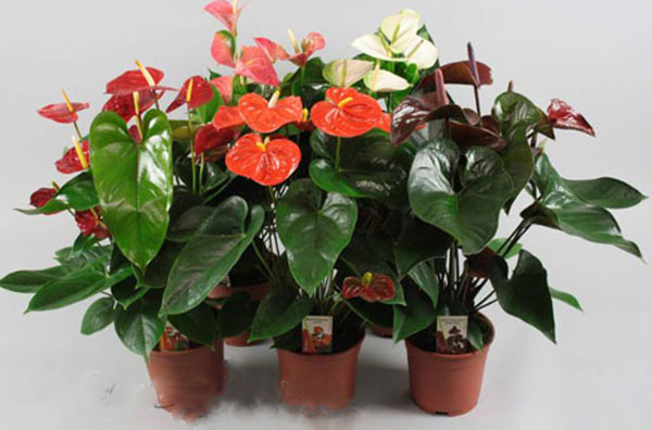 Hoa hồng môn: Lá và những bông hoa đỏ tươi có độc tính. Người ăn phải sẽ bị đau nhức miệng lưỡi, sưng và bỏng rộp, nếu ăn nhiều sẽ gây khàn giọng và khó nuốt.