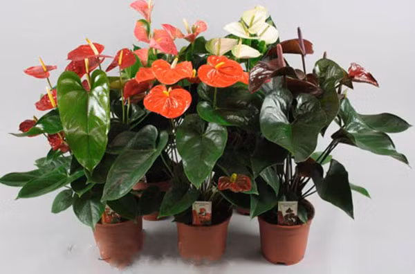 Hoa hồng môn: Lá và những bông hoa đỏ tươi có độc tính. Người ăn phải sẽ bị đau nhức miệng lưỡi, sưng và bỏng rộp, nếu ăn nhiều sẽ gây khàn giọng và khó nuốt.