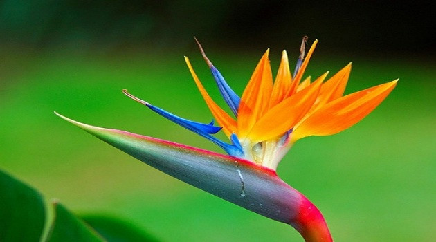 Nếu tiếp xúc hoặc ăn hoa hay hạt thiên điểu, chất độc sẽ đi vào cơ thể qua đường miệng làm xói mòn, tác động mạnh tới đường ruột và gây ra tiêu chảy. Thậm chí, chỉ cần tiếp xúc lâu với cánh hoa, ngay tức thì bạn sẽ thấy chóng mặt và buồn nôn.